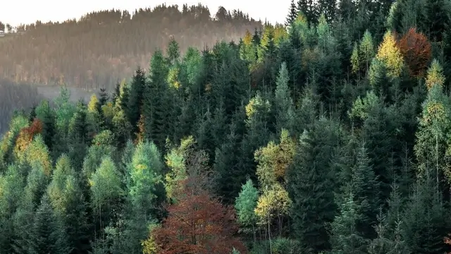 COST Action PROFOUND: Robust Projections for European Forests